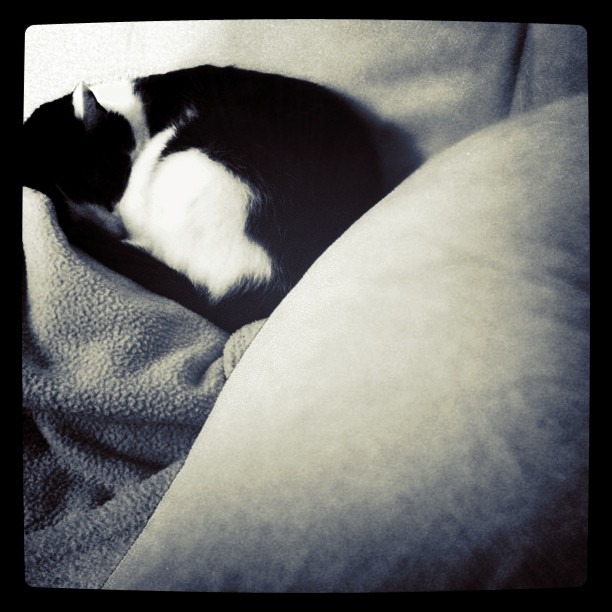 Roupillon du dimanche.