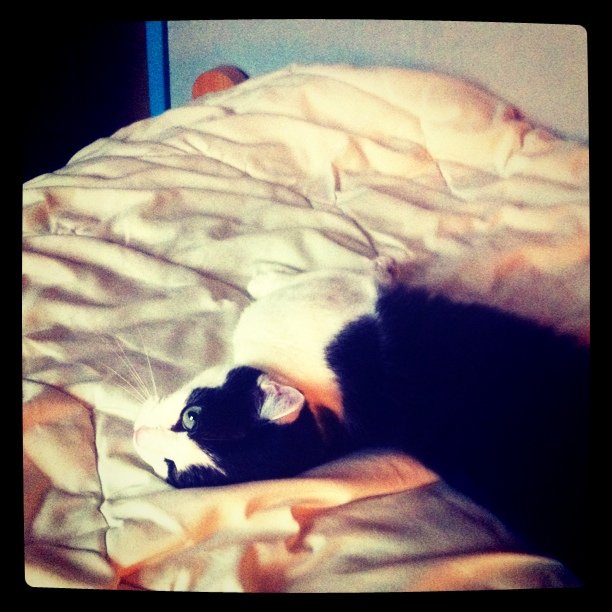 Domino minou