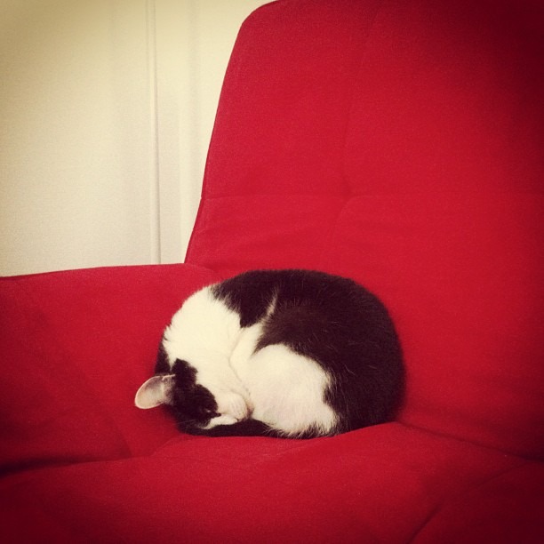 Boule de poils.