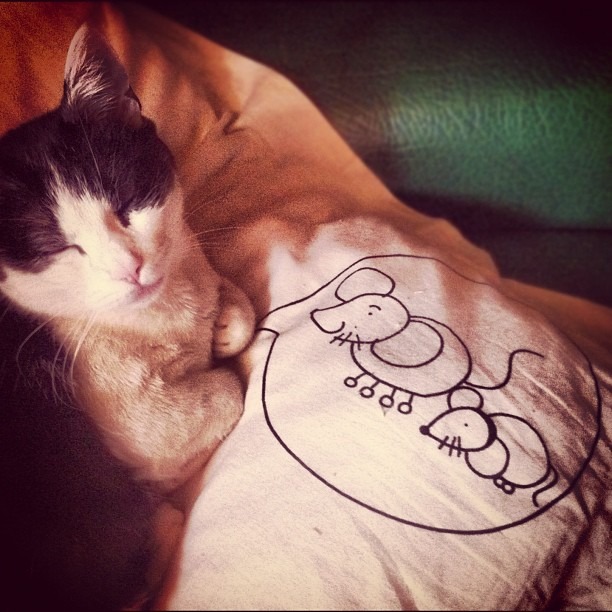 Est-ce que les chats rêvent de souris quand ils dorment ? #dominofacts